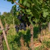trgatev, vino, grozdje, vinogradi, simbolična