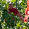 trgatev, vino, grozdje, vinogradi, simbolična