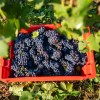 trgatev, vino, grozdje, vinogradi, simbolična