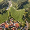 trgatev, vino, grozdje, vinogradi, simbolična