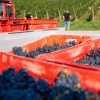 trgatev, vino, grozdje, vinogradi, simbolična