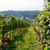 trgatev, vino, grozdje, vinogradi, simbolična