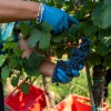 trgatev, vino, grozdje, vinogradi, simbolična