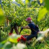trgatev, vino, grozdje, vinogradi, simbolična