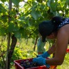 trgatev, vino, grozdje, vinogradi, simbolična