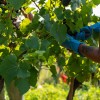 trgatev, vino, grozdje, vinogradi, simbolična