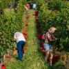 trgatev, vino, grozdje, vinogradi, simbolična