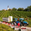 trgatev, vino, grozdje, vinogradi, simbolična