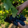 trgatev, vino, grozdje, vinogradi, simbolična