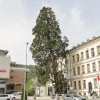 mamutovec, drevo, kranj.jpg