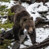rjavi-medved-alaska.jpg