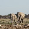 namibija-sloni.jpg