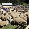 ovčarski-bal