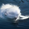 beluga