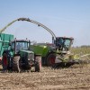 žetev, koruza, žetev-koruze, kombajn, traktor, njiva