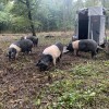 sidg, murska-šuma, krškopoljski-prašiči, life-restore