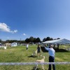 lendava, razstava-cacib, psi, razstava-psov