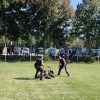 lendava, razstava-cacib, psi, razstava-psov