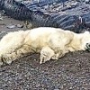 mrtev-polarni-medved.jpg