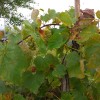 _po_vinogradih.jpg
