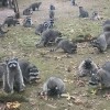 poulsbo-rakuni.jpg
