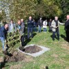 vrt-spominov-in-tovarištva, cankarjeva-brigada, navadna-breza