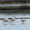 Flamingi, plemenci v Ninu (2).JPG