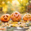 pumpkin-6720424_1280.jpg