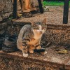 simbolična, mačka, mačke, mujca, klateške, živali