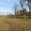 nemčavci, drevored