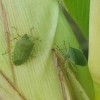 Zelena smrdljivka (Nezara viridula), 20.8.2024, DK.jpg