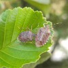 _imarmorirana_smrdljivka__halyomorpha_halys_.jpg
