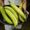 Plantain banana, surova.jpg