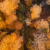 simbolična, jesen, gozd, goričko, drevesa, narava, dron, krošnja, krošnje