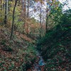 simbolična, jesen, gozd, goričko, drevesa, narava, dron, krošnja, krošnje