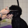 pia-sara-naveršnik, lepotica-in-zver, pasji-salon