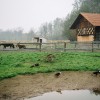 copekov-mlin, polana