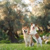 zivali pri veterinarju (1).jpg