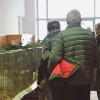 razstava-malih-živali