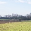 repa, simbolična, kmetijstvo, njiva, polje, sladkorna, pesa