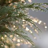 thuja-4361821_1280.jpg