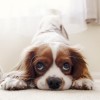 cavalier-king-charles-spaniel-5952324_1280.jpg