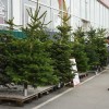 kavkaška jelka.jpg