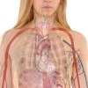 anatomy-254120_1920.jpg