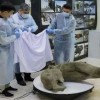 mamut.jpg