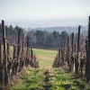 simbolična, vinograd, gorice, kmetijstvo, vinogradništvo, grozdje
