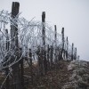 simbolična, sneg, led, megla, sren, vinogradi, trst, vinogradništvo, zmrzal