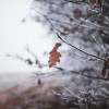 simbolična, zima, megla, zmrzal, njiva, polje, gozd, drevesa, sren