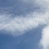 wild-geese-3797515_1280.jpg