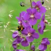 beeaware, krajinski-park-goričko